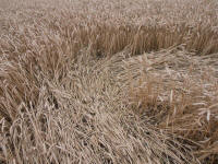 Wansdyke, Wiltshire crop circle, aerial photo 26