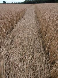 Wansdyke, Wiltshire crop circle, aerial photo 39