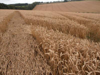 Wansdyke, Wiltshire crop circle, aerial photo 25
