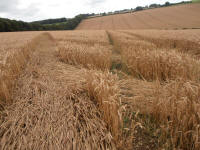 Wansdyke, Wiltshire crop circle, aerial photo 23