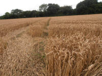 Wansdyke, Wiltshire crop circle, aerial photo 22