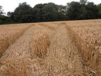 Wansdyke, Wiltshire crop circle, aerial photo 21
