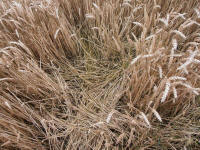 Wansdyke, Wiltshire crop circle, aerial photo 19