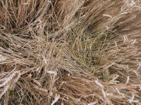 Wansdyke, Wiltshire crop circle, aerial photo 18