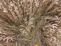 Wansdyke, Wiltshire crop circle, aerial photo 13