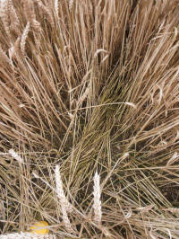 Wansdyke, Wiltshire crop circle, aerial photo 15