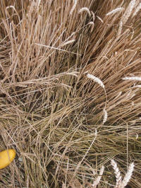 Wansdyke, Wiltshire crop circle, aerial photo 17