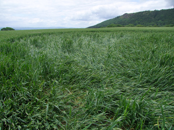 Malthous Bank, Shropshire crop circle, aerial photo 33