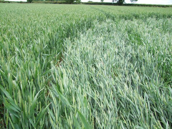 Malthous Bank, Shropshire crop circle, aerial photo 36