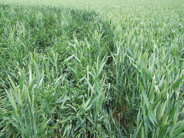 Malthous Bank, Shropshire crop circle, aerial photo 35