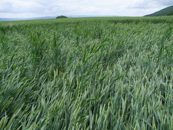 Malthous Bank, Shropshire crop circle, aerial photo 34