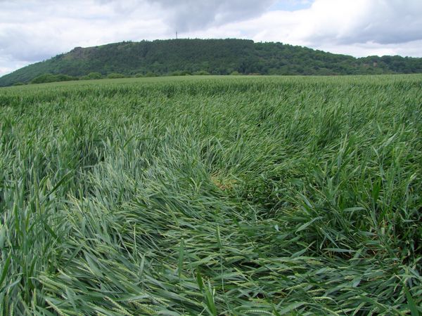 Malthous Bank, Shropshire crop circle, aerial photo 37
