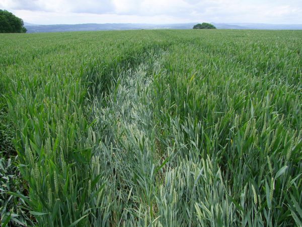 Malthous Bank, Shropshire crop circle, aerial photo 40