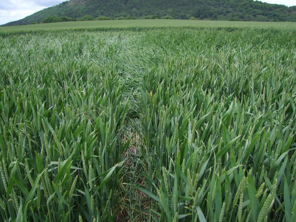 Malthous Bank, Shropshire crop circle, aerial photo 39