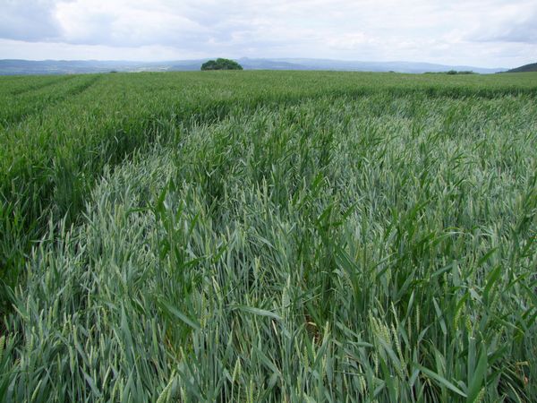Malthous Bank, Shropshire crop circle, aerial photo 38