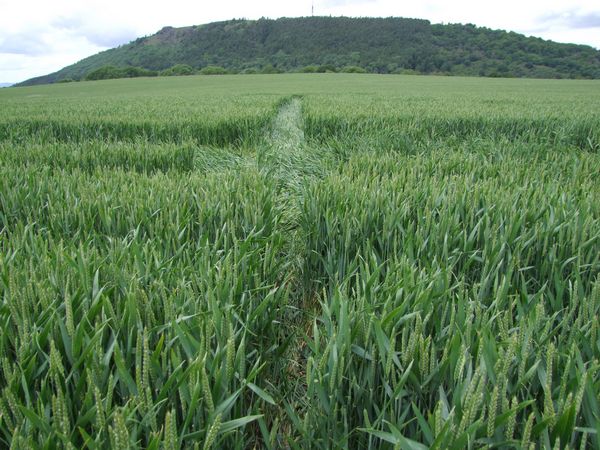 Malthous Bank, Shropshire crop circle, aerial photo 41