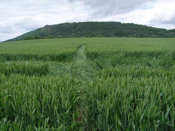 Malthous Bank, Shropshire crop circle, aerial photo 44