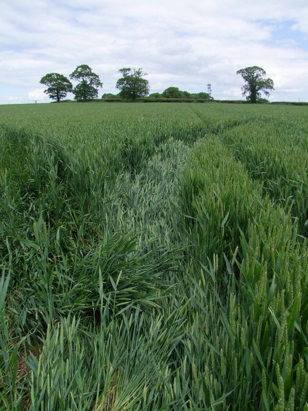 Malthous Bank, Shropshire crop circle, aerial photo 43