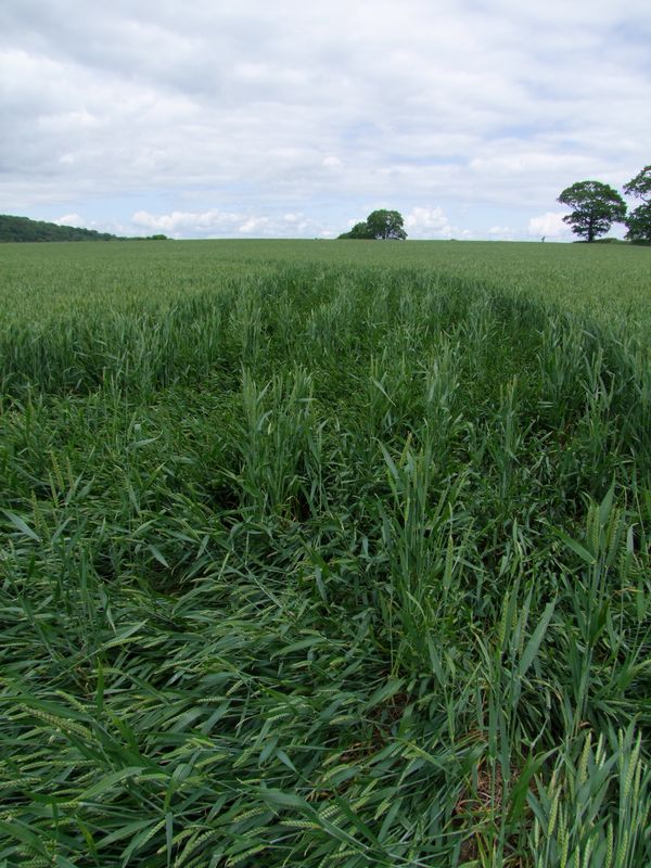 Malthous Bank, Shropshire crop circle, aerial photo 42