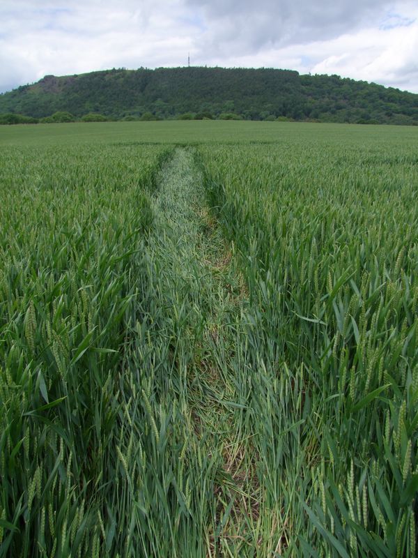 Malthous Bank, Shropshire crop circle, aerial photo 45