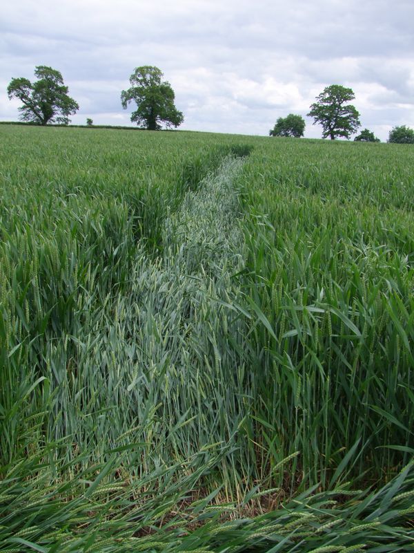 Malthous Bank, Shropshire crop circle, aerial photo 48