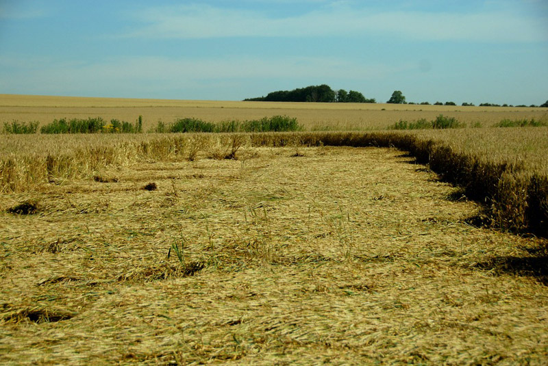 Windmill Hill, Wiltshire crop circle, aerial photo 50