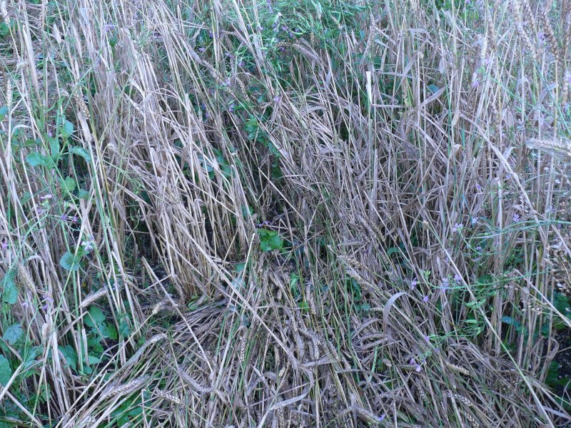 Windmill Hill, Wiltshire crop circle, aerial photo 26