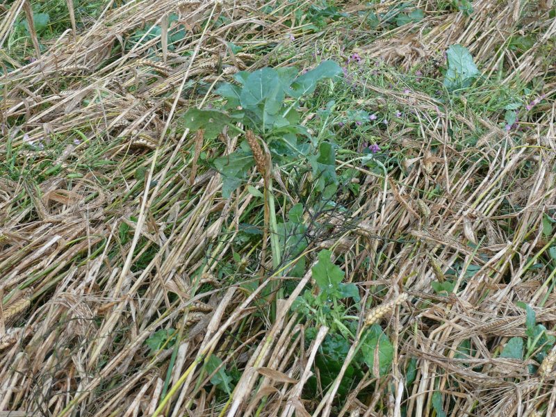 Windmill Hill, Wiltshire crop circle, aerial photo 25