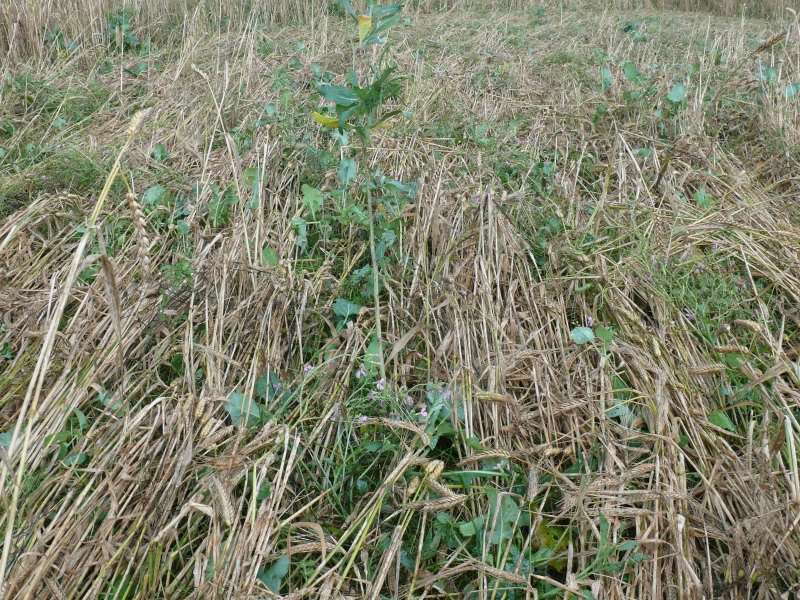 Windmill Hill, Wiltshire crop circle, aerial photo 28