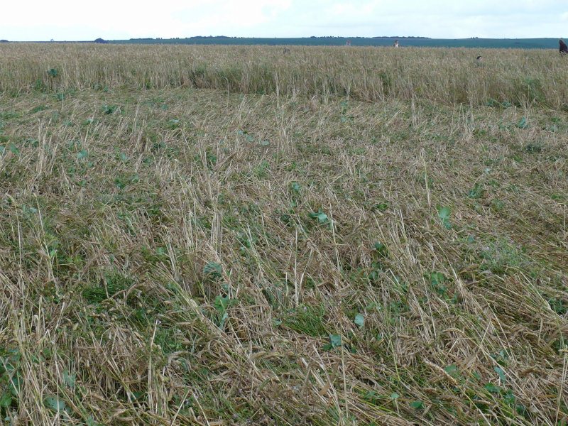 Windmill Hill, Wiltshire crop circle, aerial photo 31