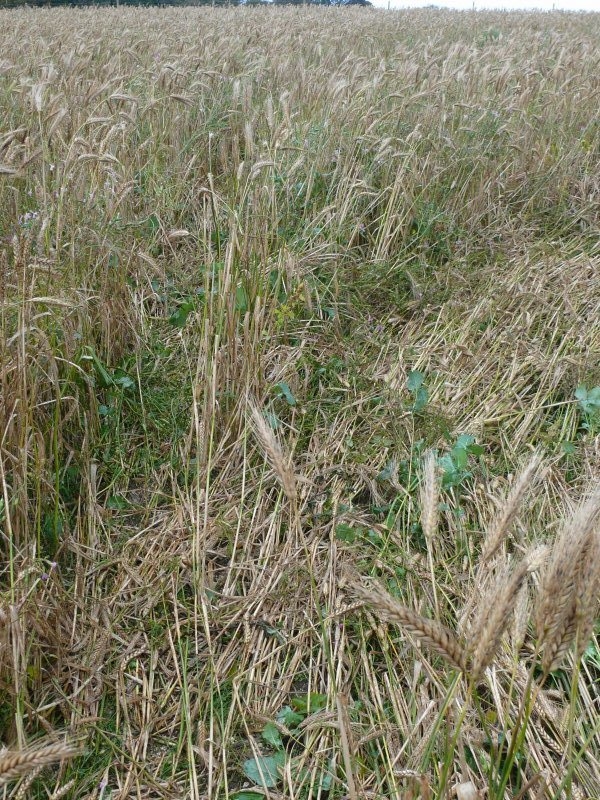 Windmill Hill, Wiltshire crop circle, aerial photo 30