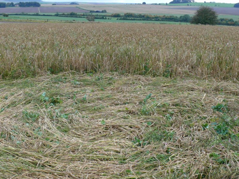 Windmill Hill, Wiltshire crop circle, aerial photo 32