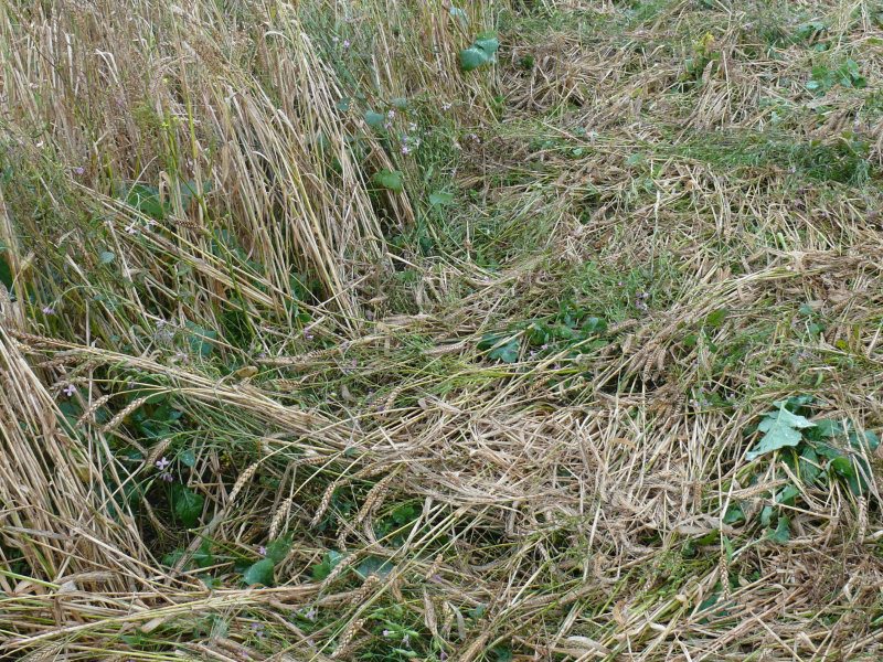 Windmill Hill, Wiltshire crop circle, aerial photo 35