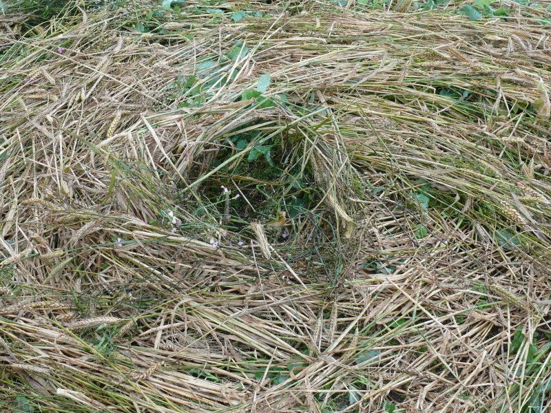 Windmill Hill, Wiltshire crop circle, aerial photo 34