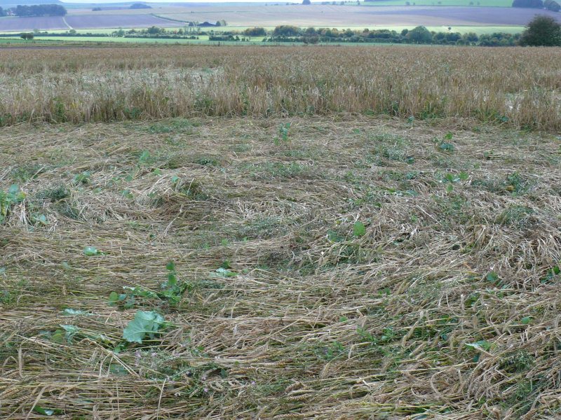 Windmill Hill, Wiltshire crop circle, aerial photo 33