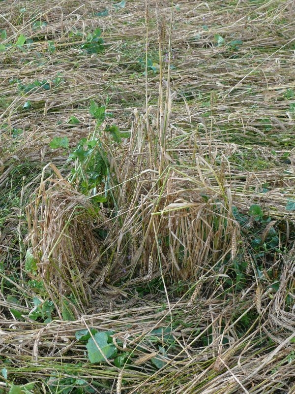 Windmill Hill, Wiltshire crop circle, aerial photo 36