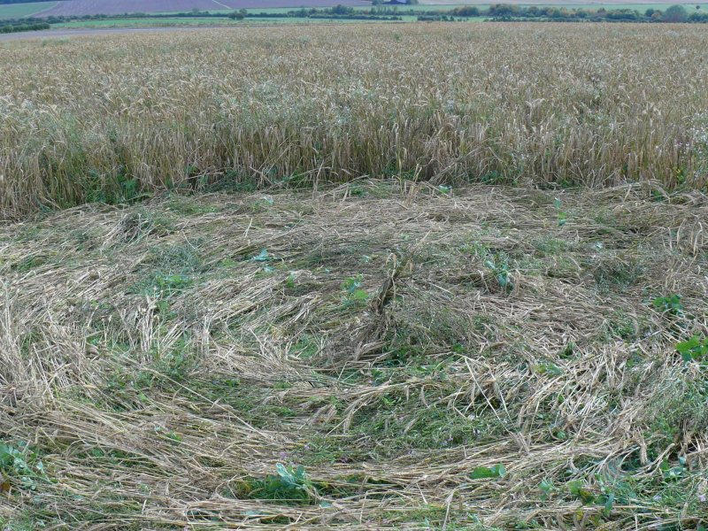 Windmill Hill, Wiltshire crop circle, aerial photo 39