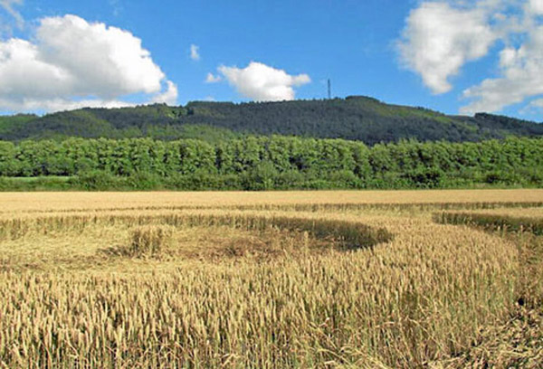 The Wrekin, Shropshire crop circle, ground photo 17
