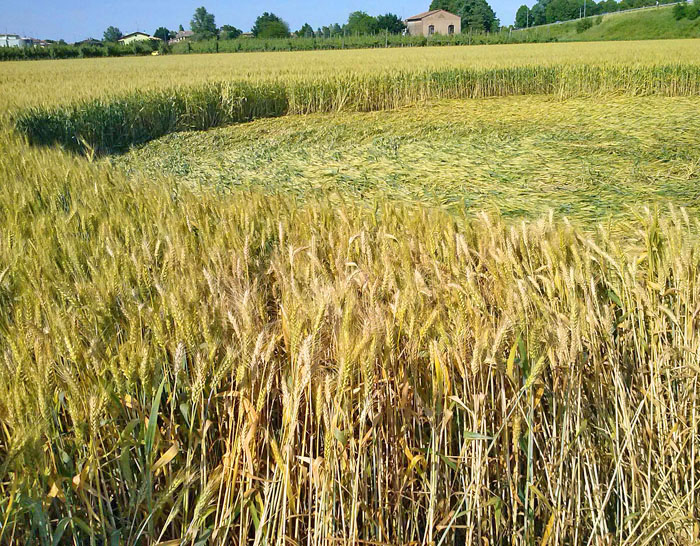 Barbiano Cotignola, Italy crop circle, aerial photo 25