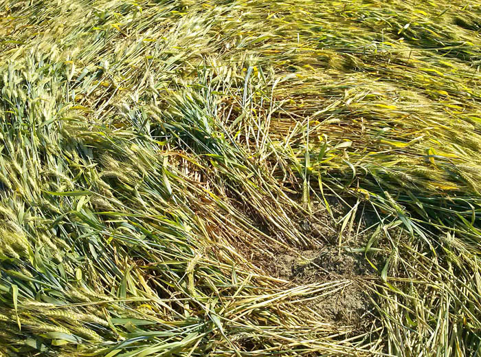 Barbiano Cotignola, Italy crop circle, aerial photo 24