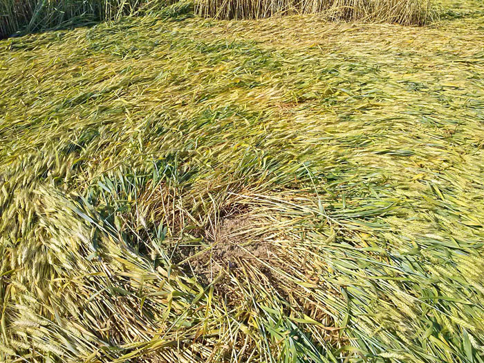 Barbiano Cotignola, Italy crop circle, aerial photo 26