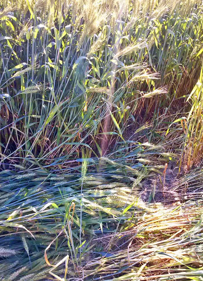 Barbiano Cotignola, Italy crop circle, aerial photo 16