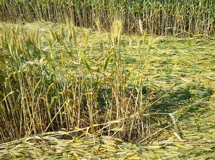 Barbiano Cotignola, Italy crop circle, aerial photo 17