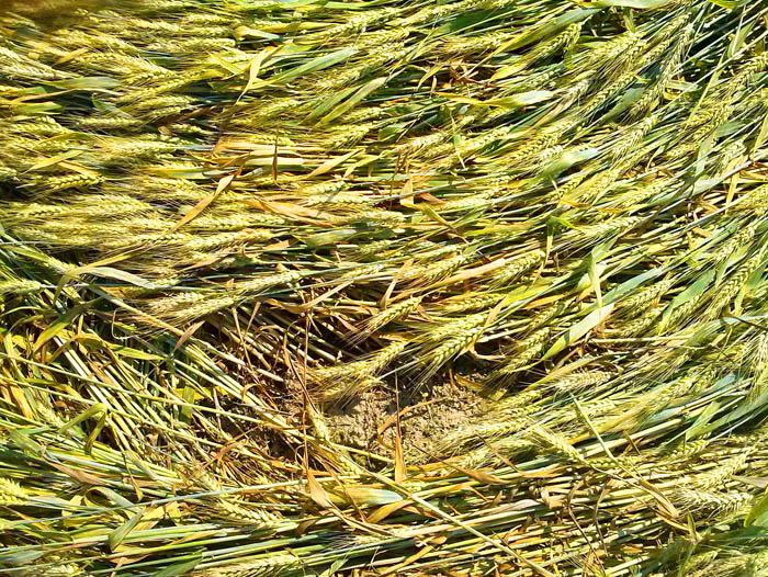 Barbiano Cotignola, Italy crop circle, aerial photo 18