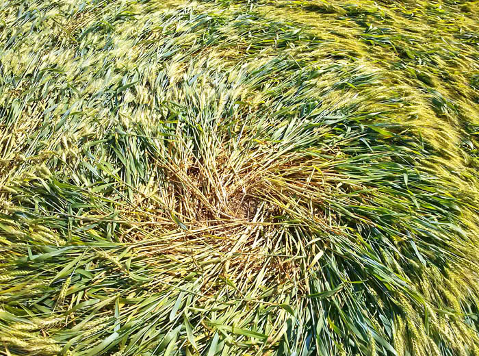 Barbiano Cotignola, Italy crop circle, aerial photo 20