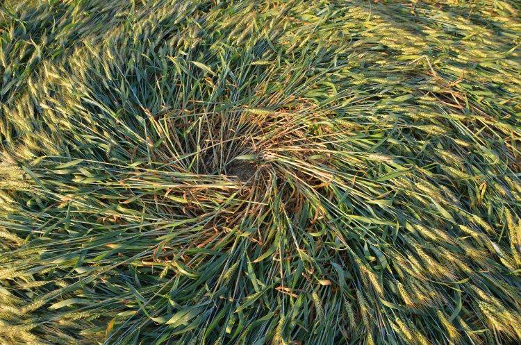Barbiano Cotignola, Italy crop circle, aerial photo 12