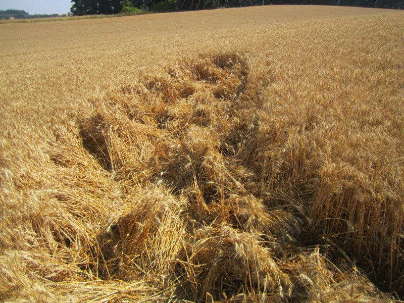 Benesov, Czech Republic crop circle, aerial photo 5
