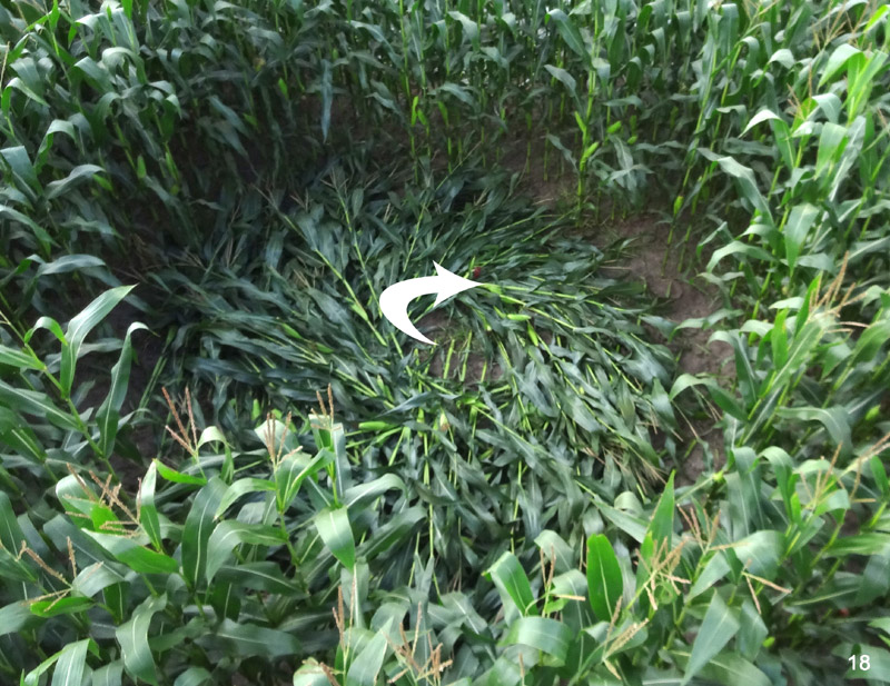 Bosschenhoofd, Netherlands crop circle, aerial photo 17