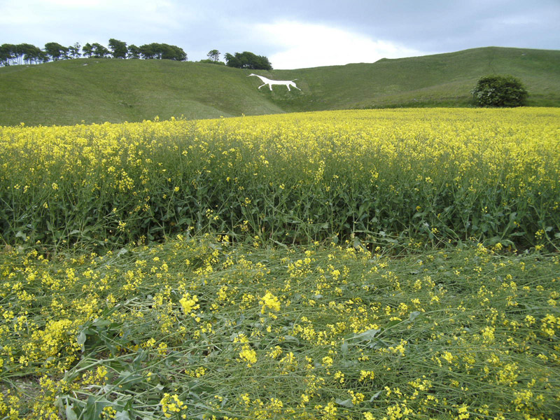 Cherhill White Horse, Wiltshire crop circle, aerial photo 31