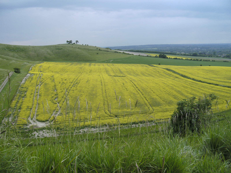 Cherhill White Horse, Wiltshire crop circle, aerial photo 30